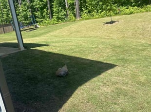 Mike M.'s grass maintenance service result