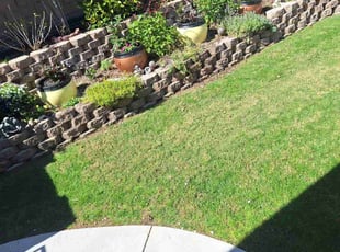 Albert V.'s turf care service result