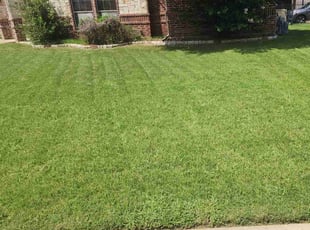 Cyndi H.'s grass cutting service result