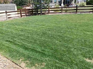 Patricia N.'s lawn maintenance service result