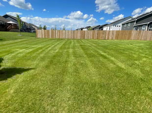 Saadiq Y.'s lawn maintenance service result
