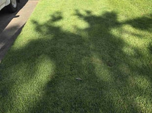 Mandar K.'s lawn care services service result