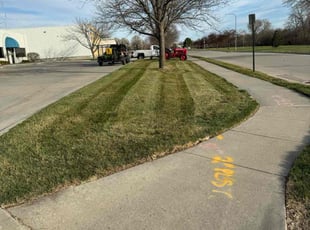 Michael R.'s turf maintenance service result