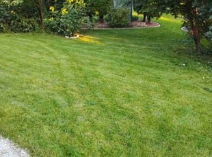 Mary B.'s turf care service result