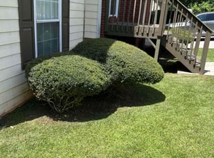 Roger G.'s Bush Trimming service result