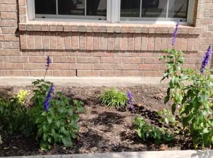 Lawrence H.'s Flower Bed Weeding service result