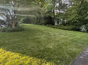 Anita G.'s grass maintenance service result