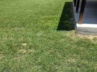 Elizabeth H.'s grass maintenance service result