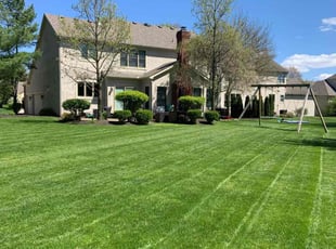 Todd J.'s turf care service result