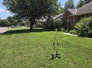 Evelyn C.'s residential landscaping service result