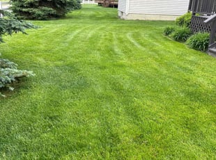 Bob D.'s grass cutting service result