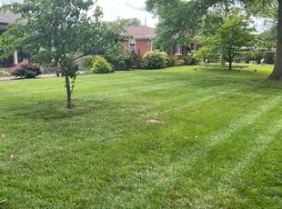 Ricardo R.'s grass maintenance service result