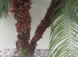 Tessa M.'s Bush Trimming service result