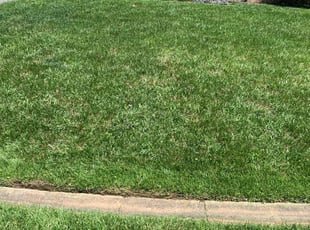 Kai W.'s turf care service result