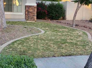 Kynesia B.'s grass maintenance service result