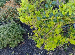 Young S.'s Bush Trimming service result