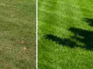 Farida P.'s turf care service result