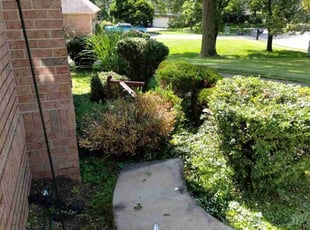 Dee S.'s Bush Trimming service result