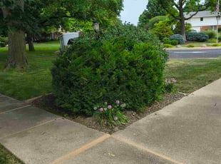 Christina H.'s Bush Trimming service result