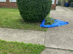 Connie M.'s Bush Trimming service result