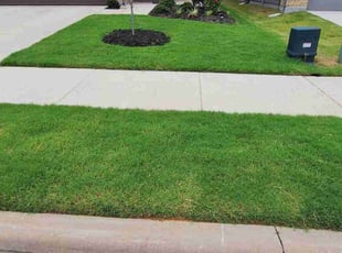 Taylor H.'s turf care service result