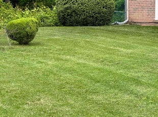 Willie J.'s turf care service result