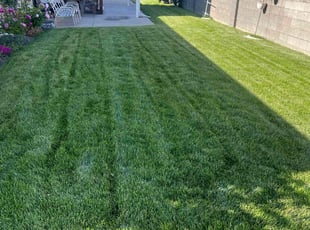 Sabreen A.'s lawn care service result