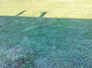 Janet F.'s lawn care service result