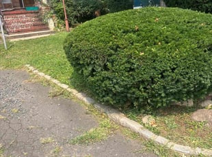 Mike B.'s turf care service result