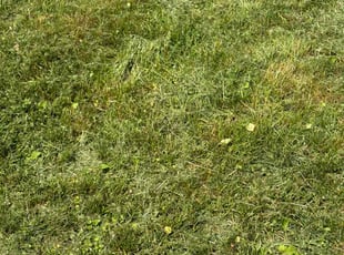 Jason S.'s Long Grass Cleanup service result