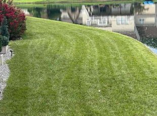 Steven M.'s grass maintenance service result
