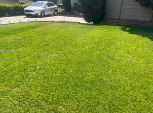 Antoine M.'s turf care service result