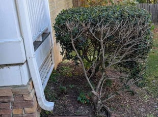 Shay S.'s Bush Trimming service result