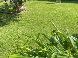 Astara M.'s lawn service service result