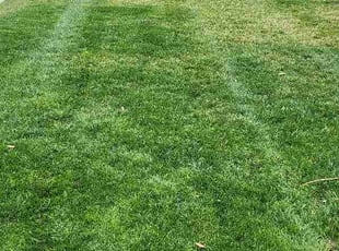 Virginia B.'s turf maintenance service result