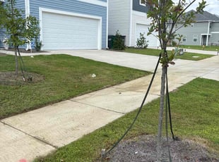 Teresita F.'s lawn care services service result