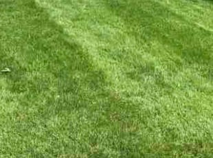 Wendi H.'s grass cutting service result