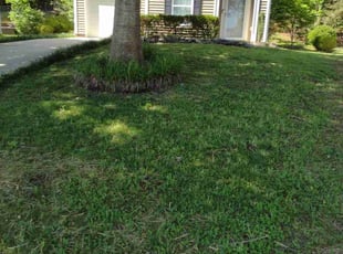 Nathaniel D.'s grass maintenance service result