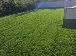Susan M.'s lawn care service result