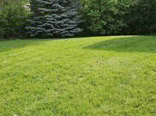 Bernita R.'s turf care service result