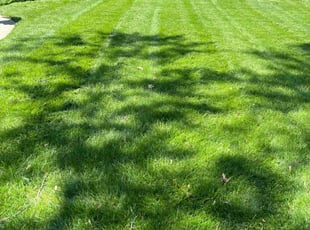 Samuel C.'s turf maintenance service result