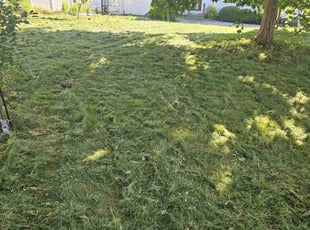 Ro A.'s lawn service service result