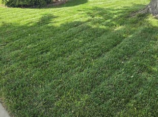 Dr S.'s turf care service result