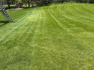 Lateefah T.'s lawn maintenance service result