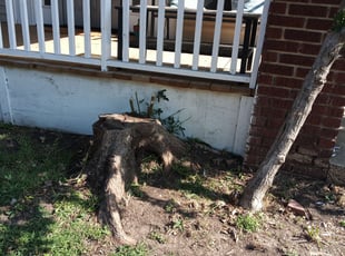 Sergio G.'s Bush Trimming service result