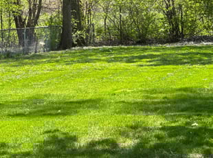 Aida A.'s turf care service result