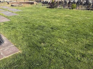 Jatin P.'s turf maintenance service result