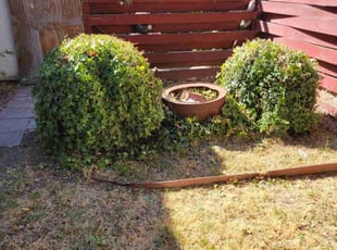 Chris G.'s Bush Trimming service result