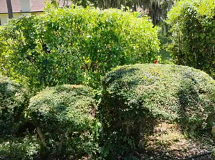 Victoria M.'s Bush Trimming service result