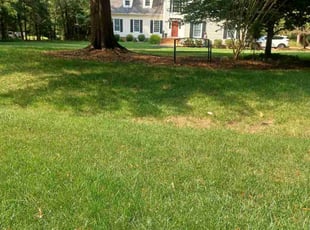 Toni W.'s lawn maintenance service result